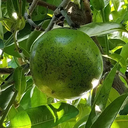 Villa Giardino Tropicale Eco-friendly Private Pools Lido di Noto