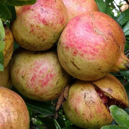 Giardino Tropicale Eco-friendly Private Pools Villa Lido di Noto