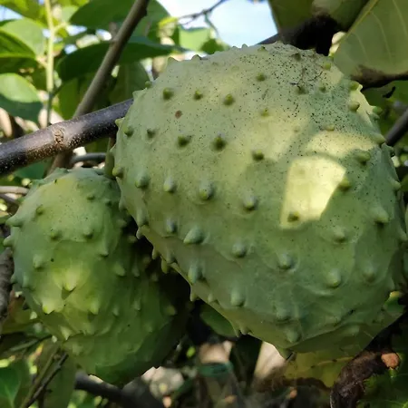 Giardino Tropicale Eco-friendly Private Pools Villa *