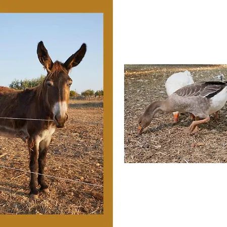 Giardino Tropicale Eco-friendly Private Pools Villa *