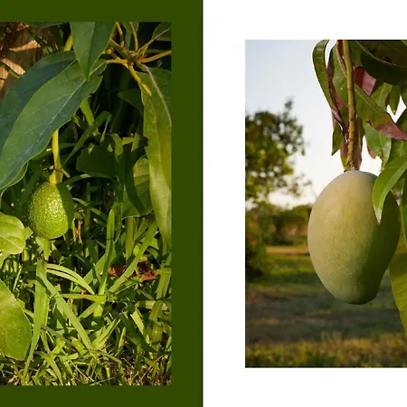 Villa Giardino Tropicale Eco-friendly Private Pools