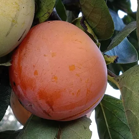 Giardino Tropicale Eco-friendly Private Pools Lido di Noto