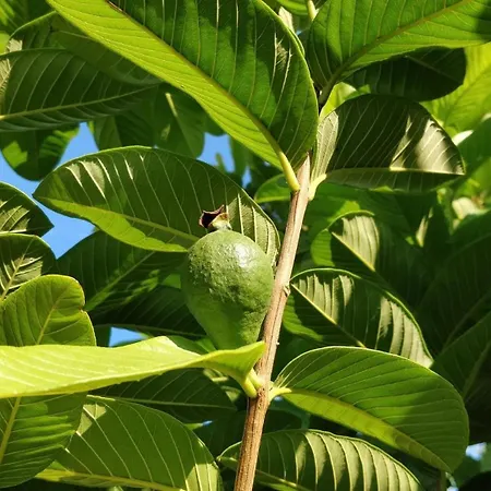 Giardino Tropicale Eco-friendly Private Pools