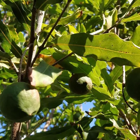 Villa Giardino Tropicale Eco-friendly Private Pools