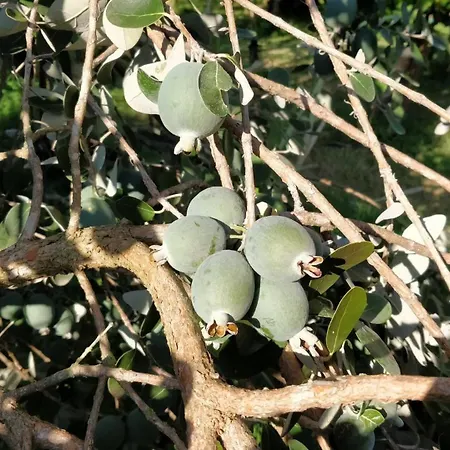 Giardino Tropicale Eco-friendly Private Pools Villa *