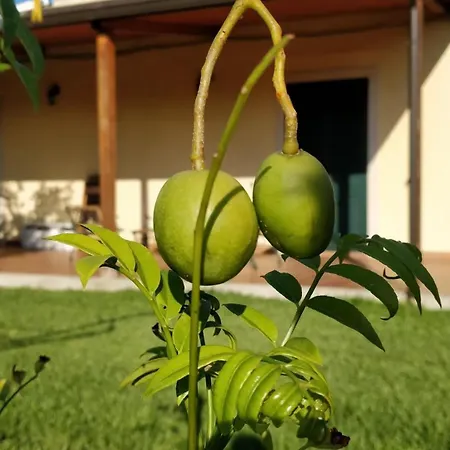 Villa Giardino Tropicale Eco-friendly Private Pools Lido di Noto