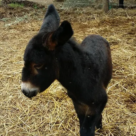 Giardino Tropicale Eco-friendly Private Pools Villa