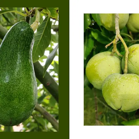 Giardino Tropicale Eco-friendly Private Pools