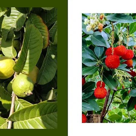 Villa Giardino Tropicale Eco-friendly Private Pools Lido di Noto