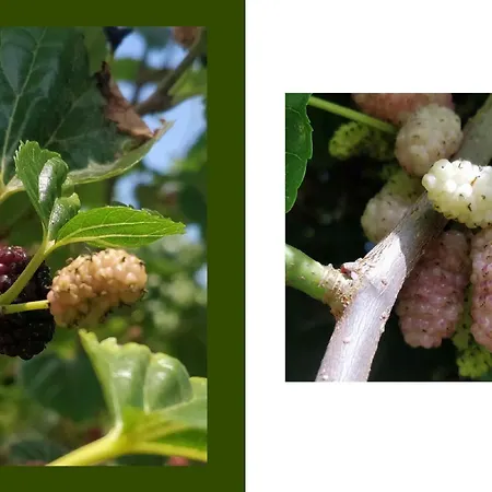 Giardino Tropicale Eco-friendly Private Pools * Lido di Noto