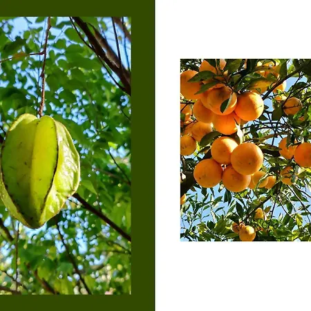 Giardino Tropicale Eco-friendly Private Pools Villa