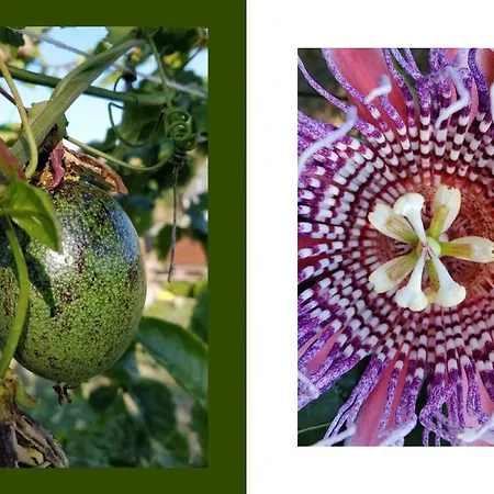 Villa Giardino Tropicale Eco-friendly Private Pools