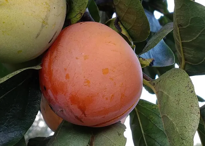 Giardino Tropicale Eco-friendly Private Pools Lido di Noto