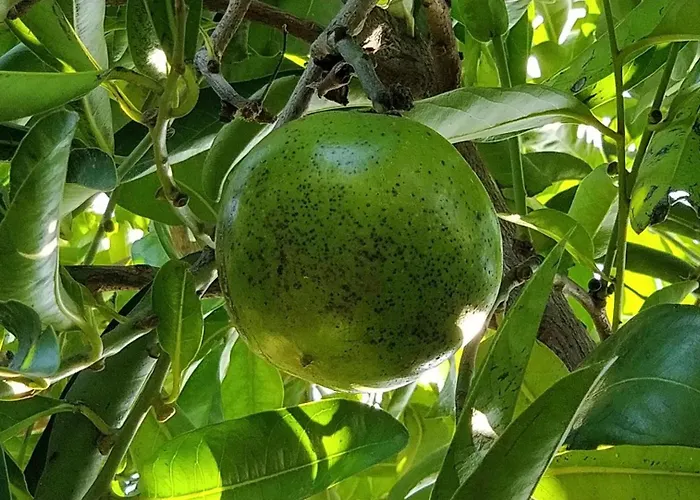 Villa Giardino Tropicale Eco-friendly Private Pools Lido di Noto