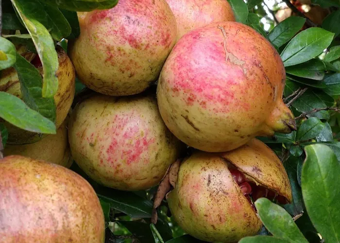 Giardino Tropicale Eco-friendly Private Pools Villa Lido di Noto