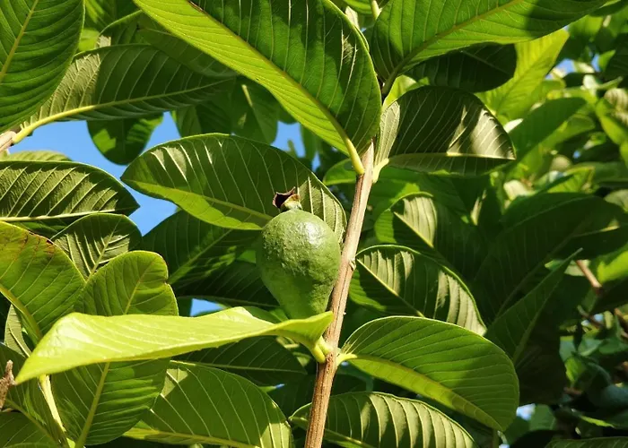 Giardino Tropicale Eco-friendly Private Pools