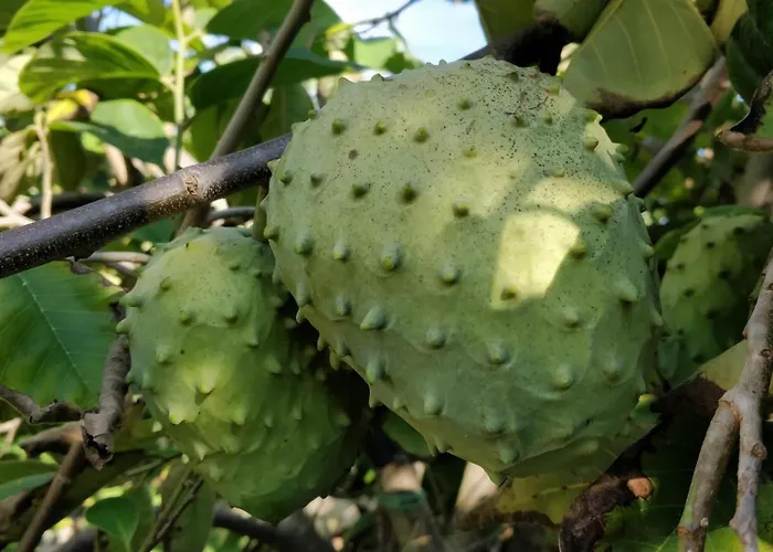 Giardino Tropicale Eco-friendly Private Pools Villa *