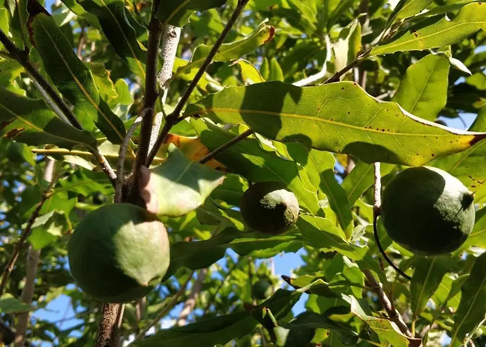 Villa Giardino Tropicale Eco-friendly Private Pools