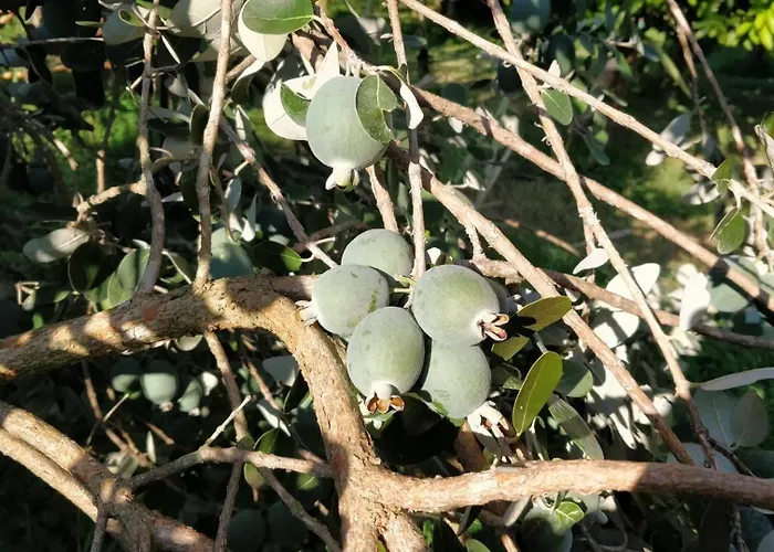 Giardino Tropicale Eco-friendly Private Pools Villa *