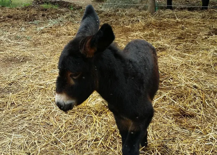 Giardino Tropicale Eco-friendly Private Pools Villa