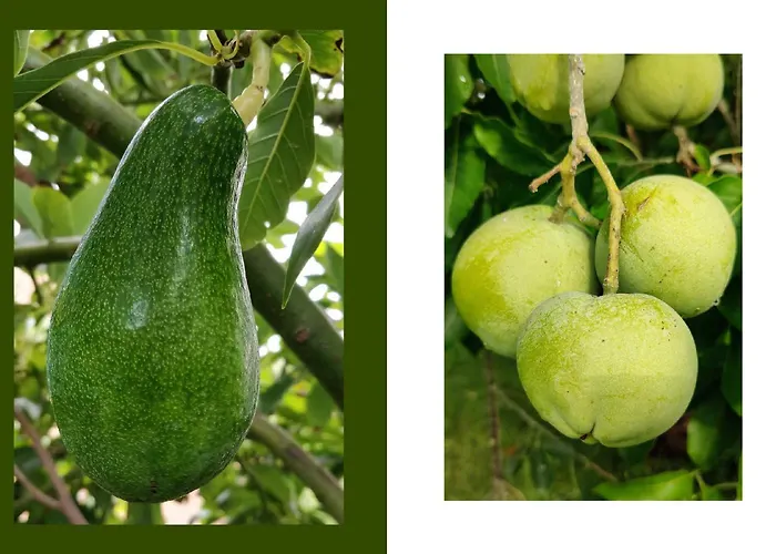 Giardino Tropicale Eco-friendly Private Pools