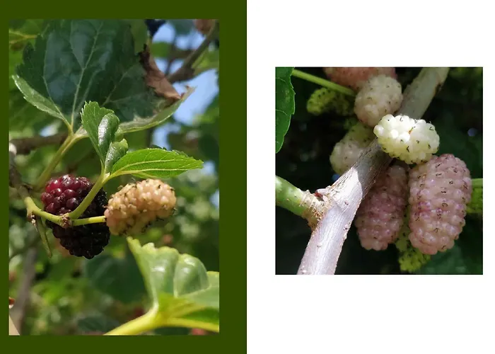 Giardino Tropicale Eco-friendly Private Pools * Lido di Noto