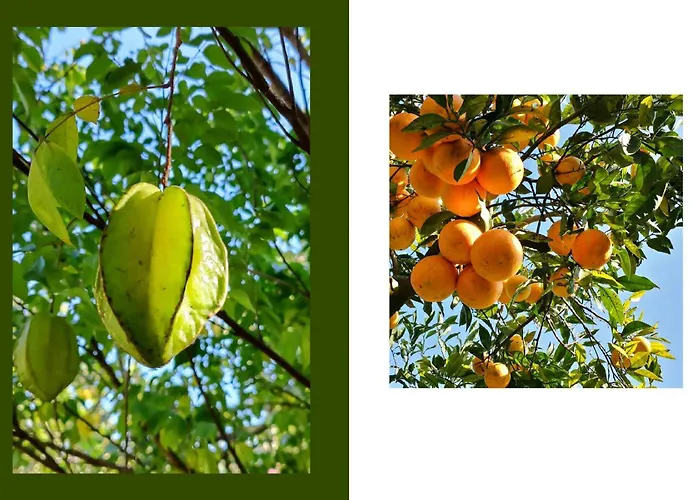 Giardino Tropicale Eco-friendly Private Pools Villa