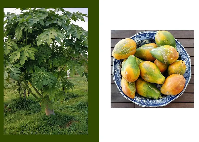 Giardino Tropicale Eco-friendly Private Pools Villa Lido di Noto